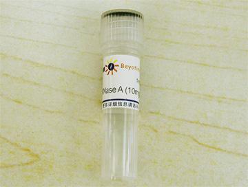 RNase A (10mg/ml, DNase free)